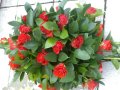Red Rose Bouquet